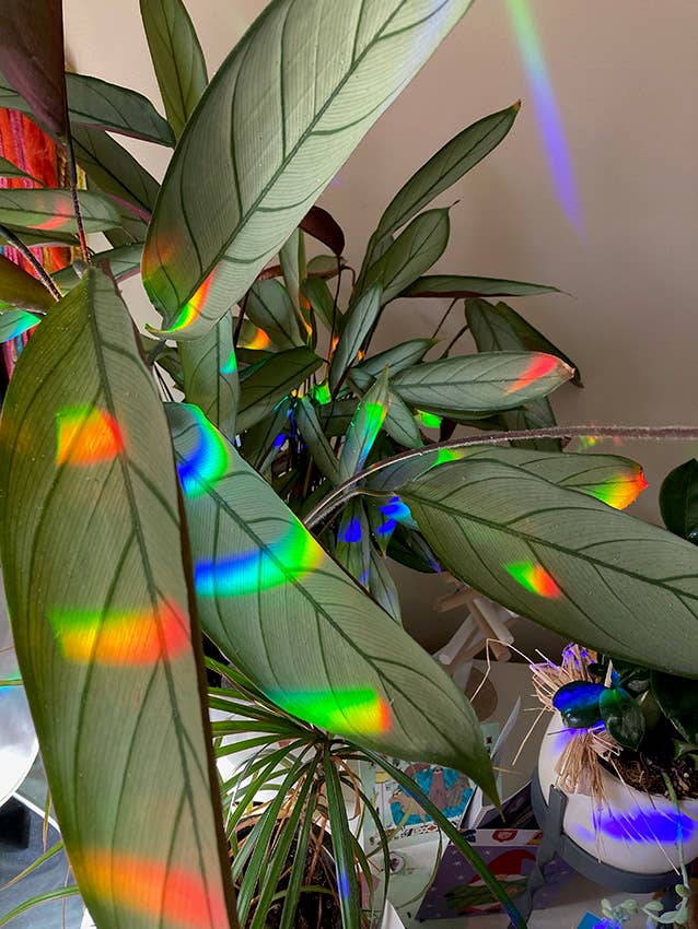 SUNCATCHER Rainbow Butterfly | Rainbow Suncatcher